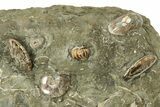 Polished Ammonite, Clam, and Nautilus Cluster - Madagascar #236972-5